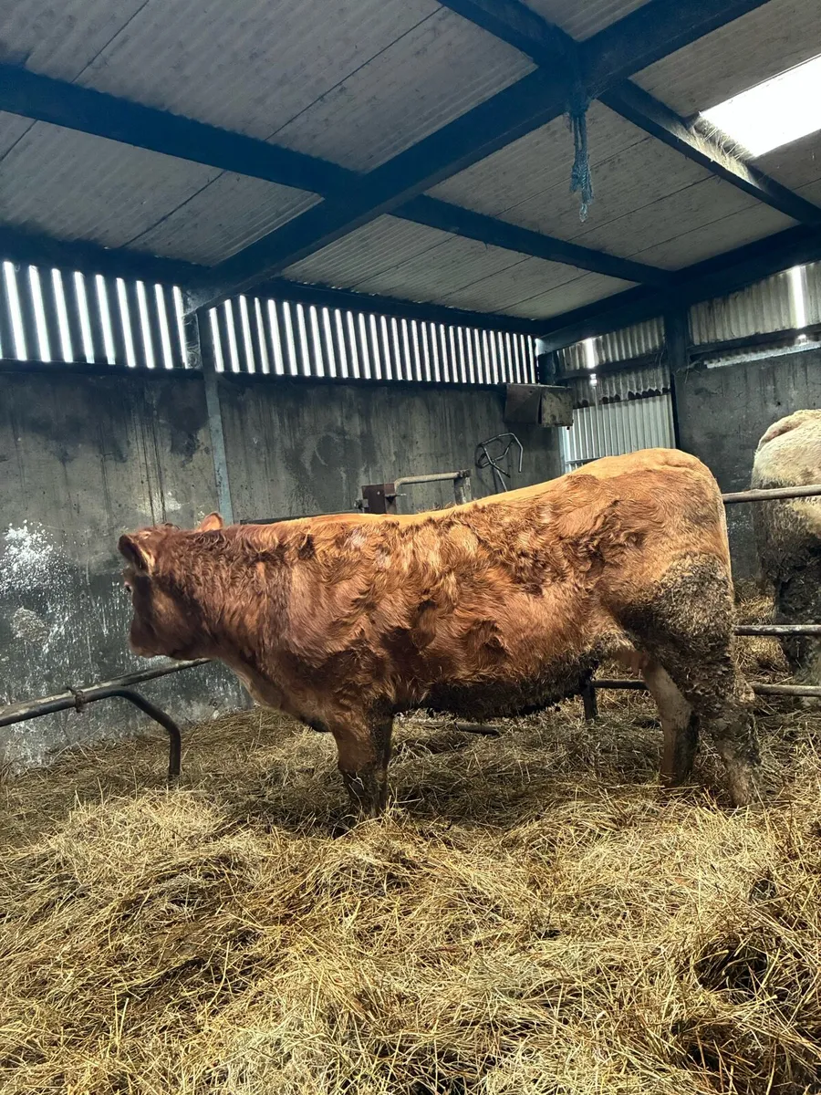 ⭐️Springer⭐️ - Image 2