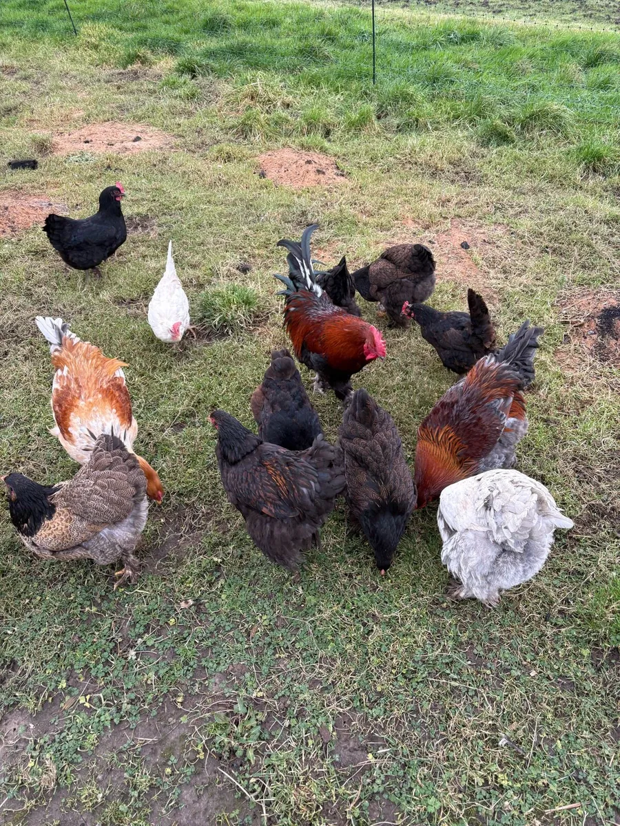 Pekin,Brahma,copper maran,Wyandotte - Image 1