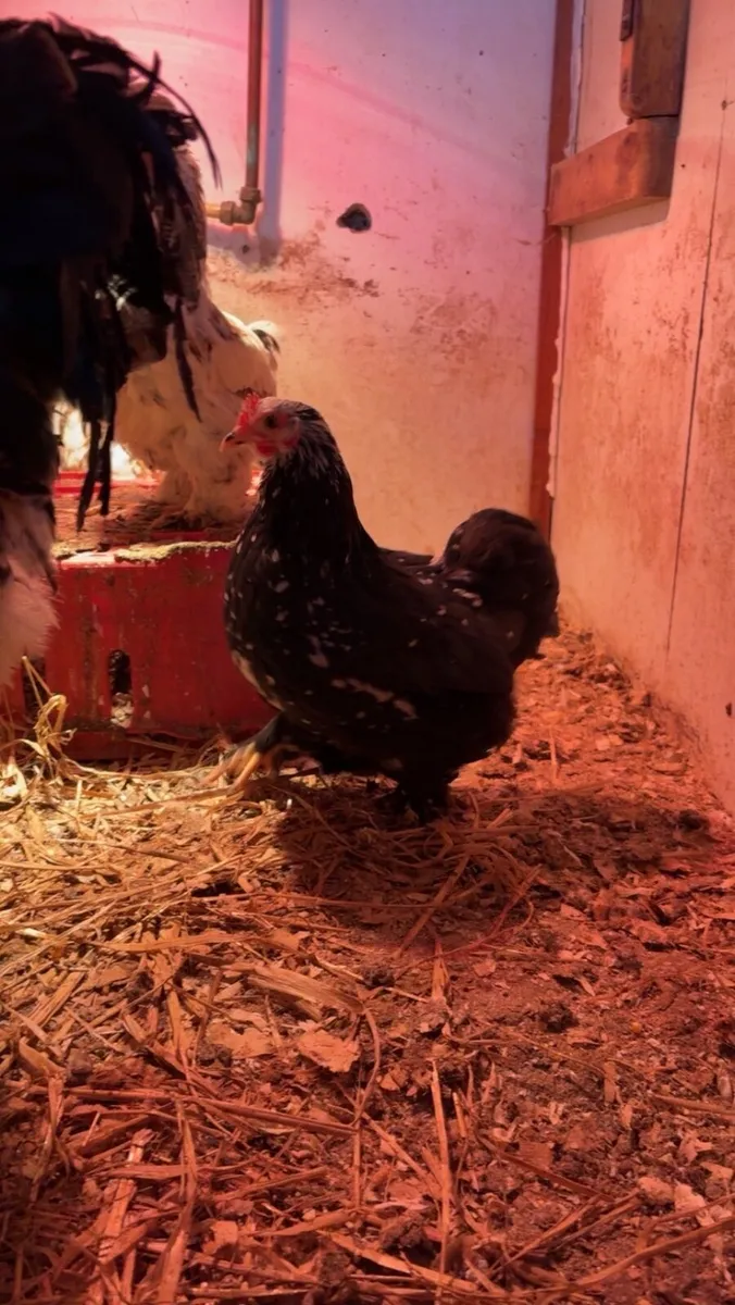 Pekin,Brahma,copper maran,Wyandotte - Image 2