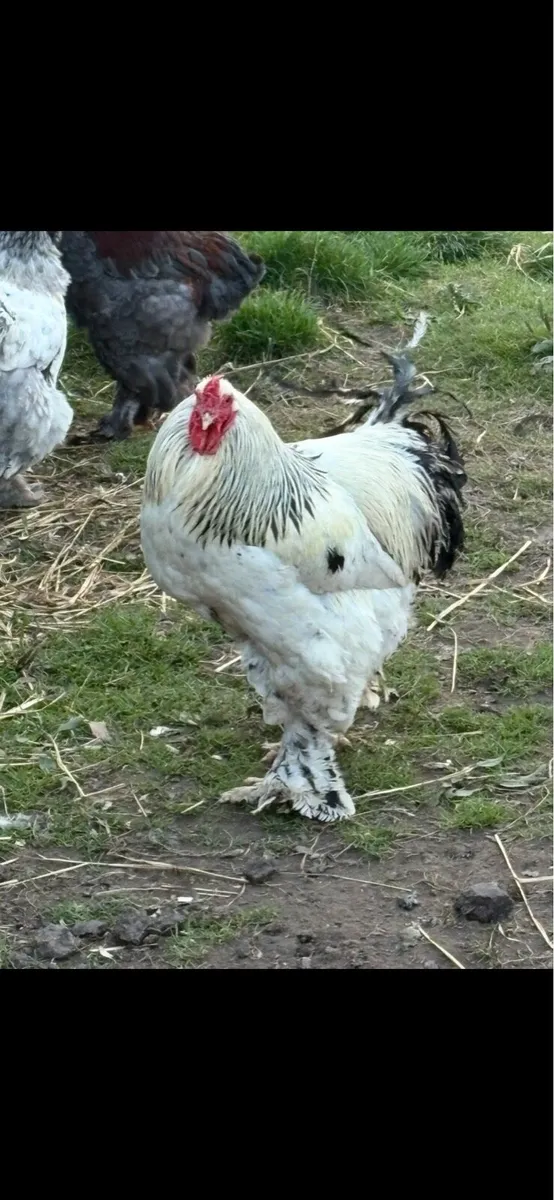 Brahma,copper maran pekin - Image 1