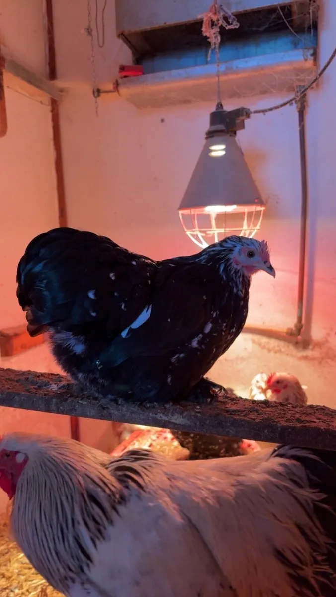 Pekin,Brahma,copper maran,Wyandotte - Image 3