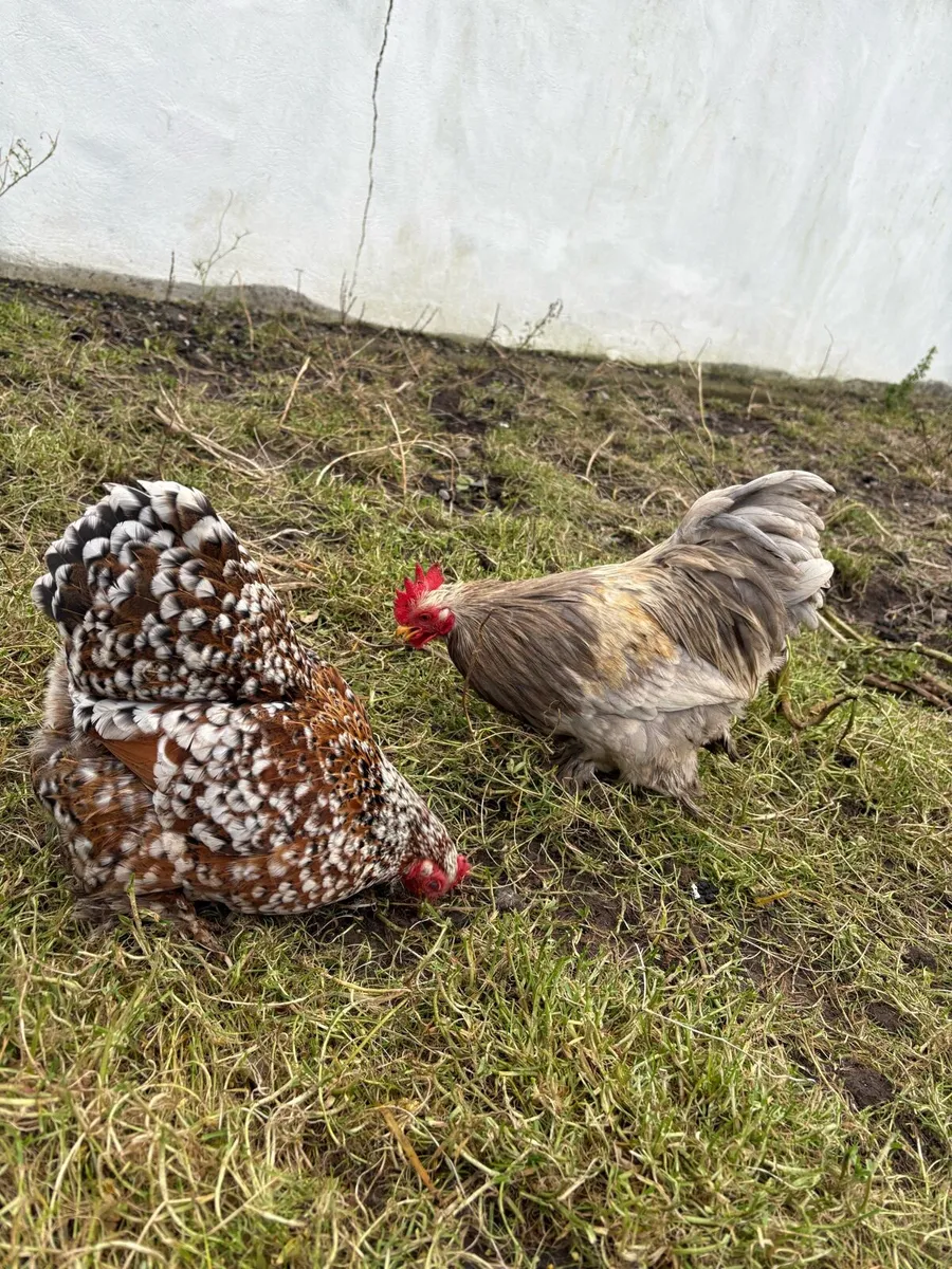 Pekin,Brahma,copper maran,Wyandotte - Image 4