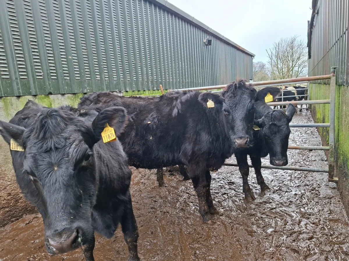 Angus  Springers - Image 2