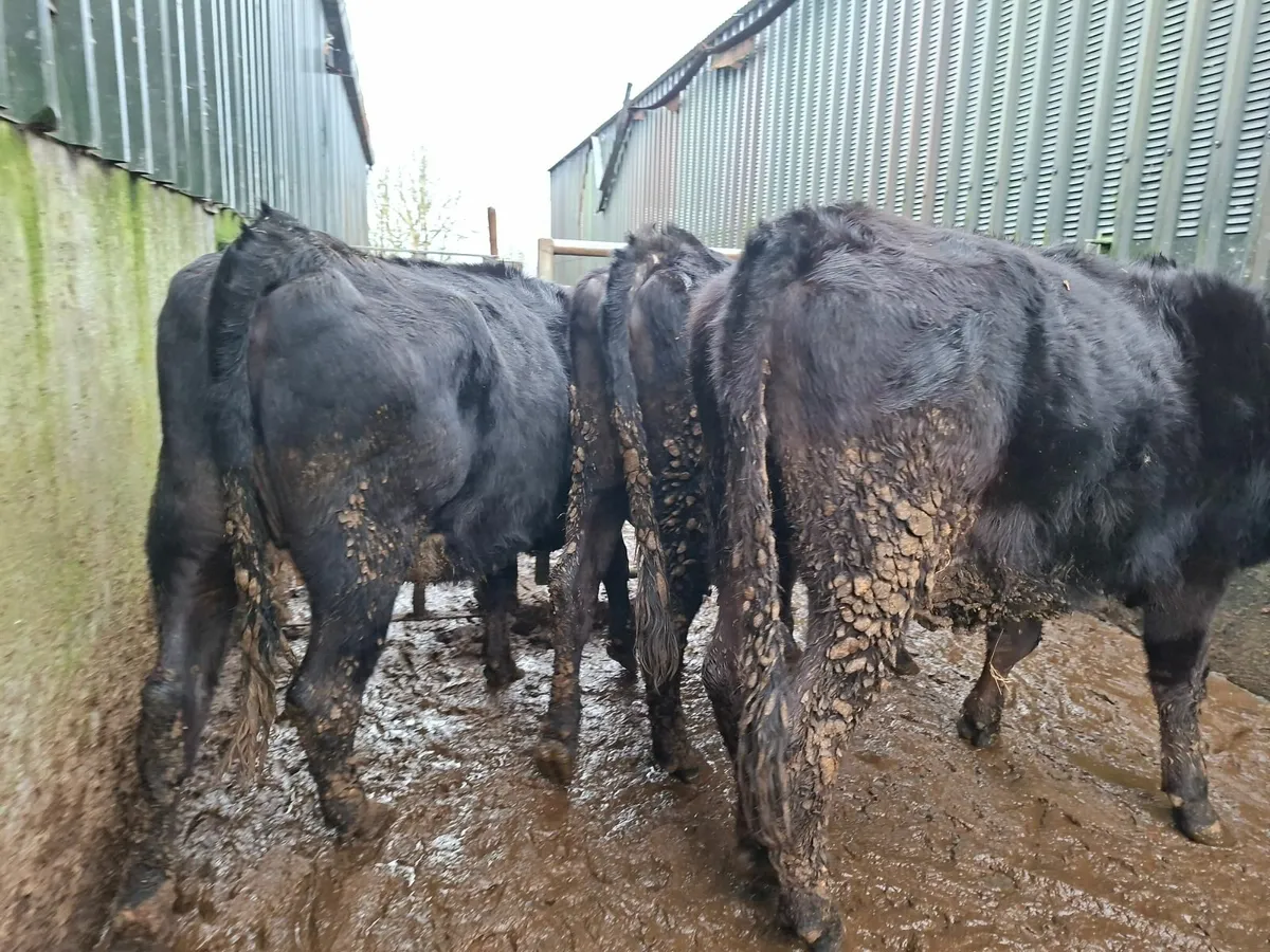 Angus  Springers - Image 4