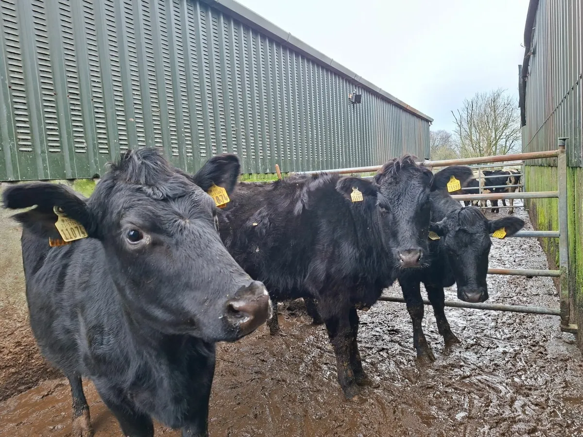 Angus  Springers - Image 3