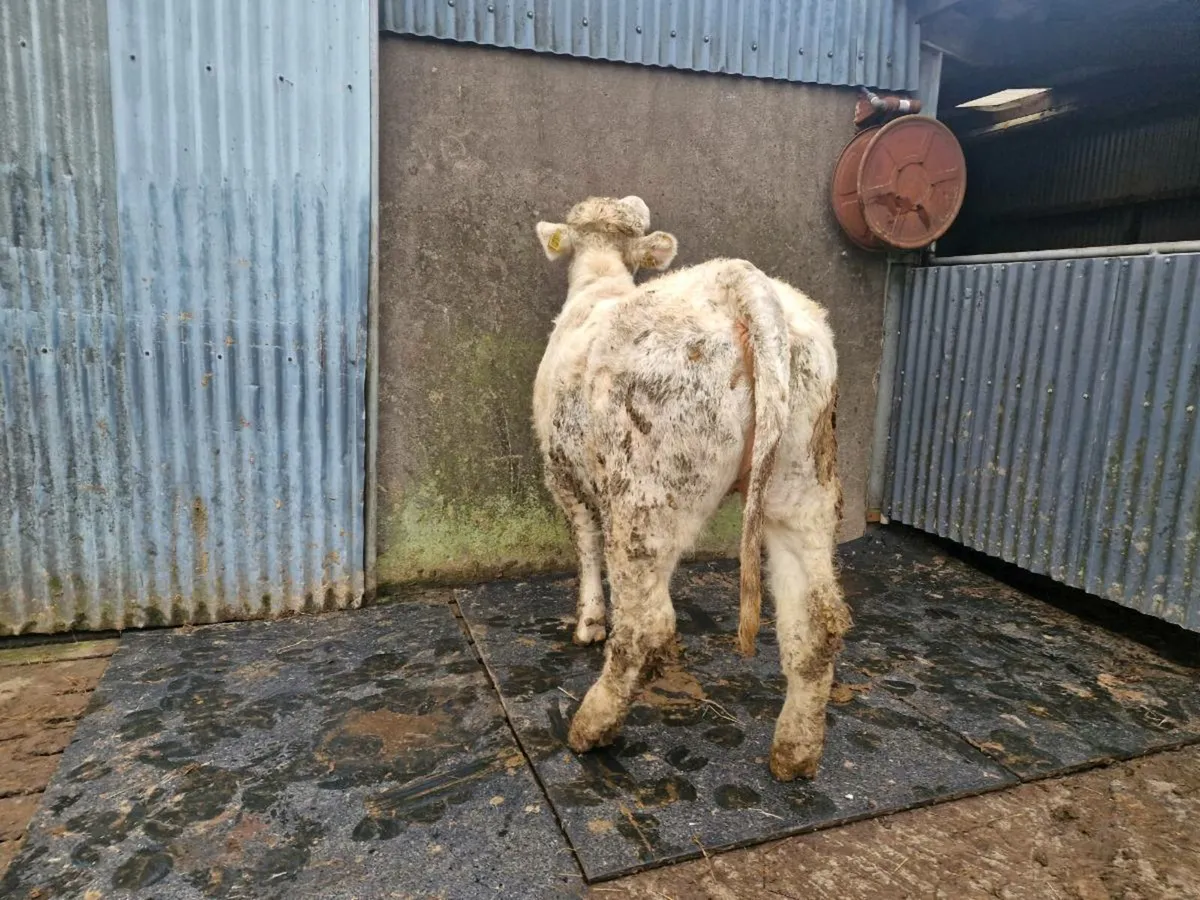 Pedigree Registered Charolais Heifer - Image 3