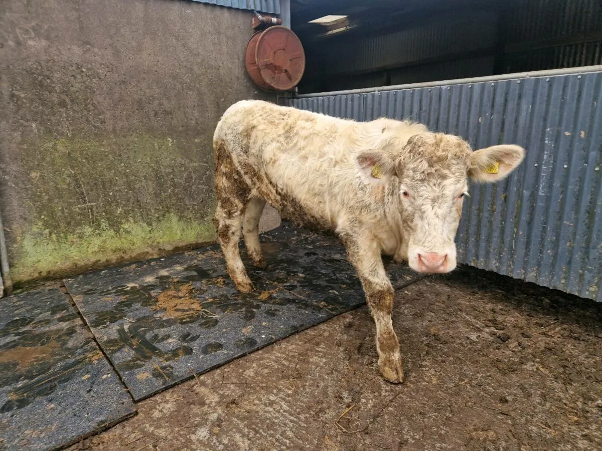 Pedigree Registered Charolais Heifer - Image 4