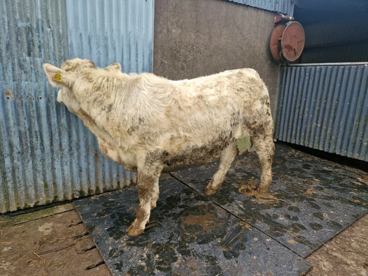 Pedigree Registered Charolais Heifer - Image 2