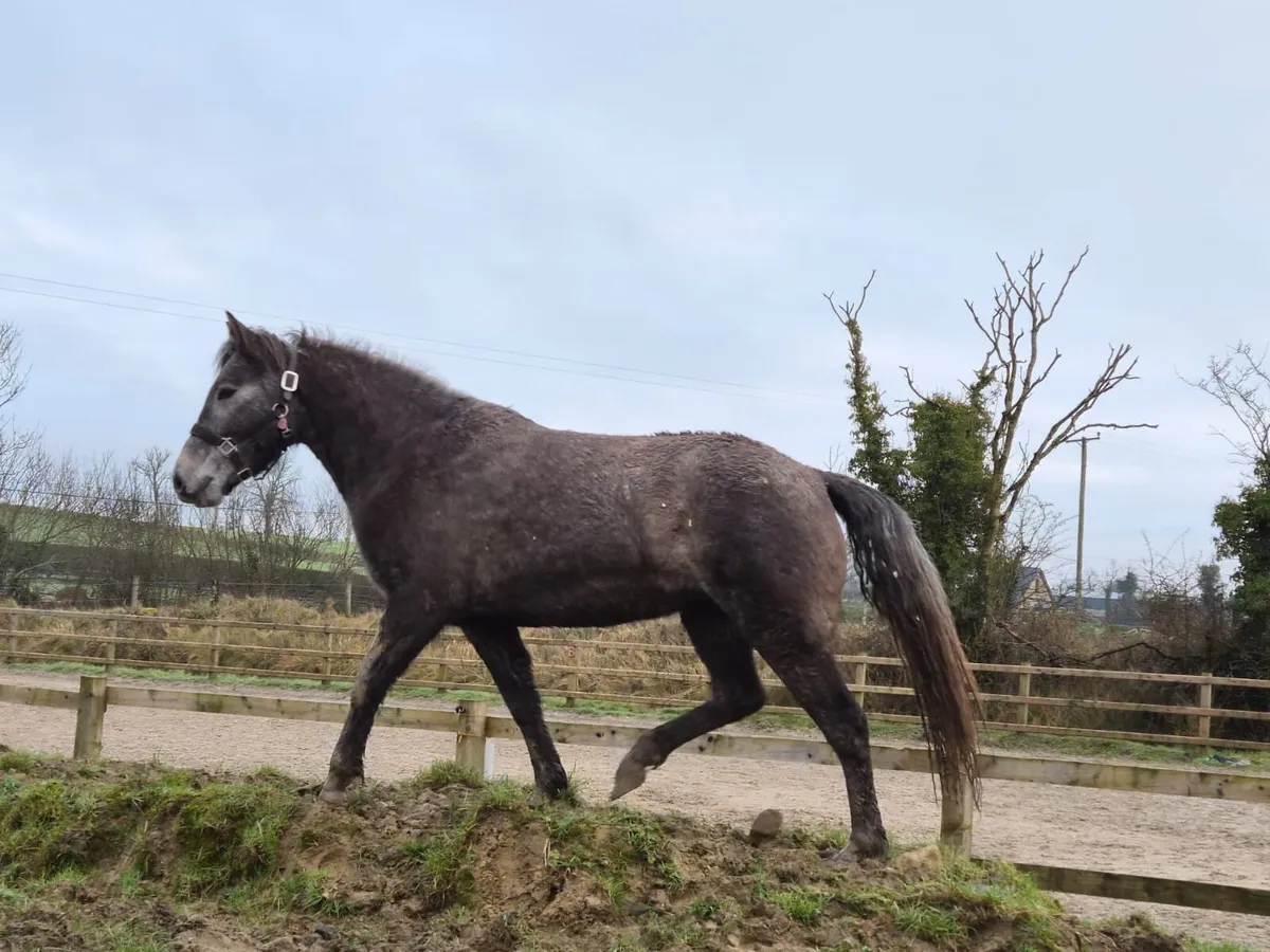 Connemara Filly - 3yo, class 1 breeding - Image 1