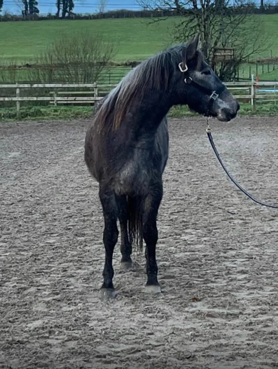 Connemara Filly - 3yo, class 1 breeding - Image 2