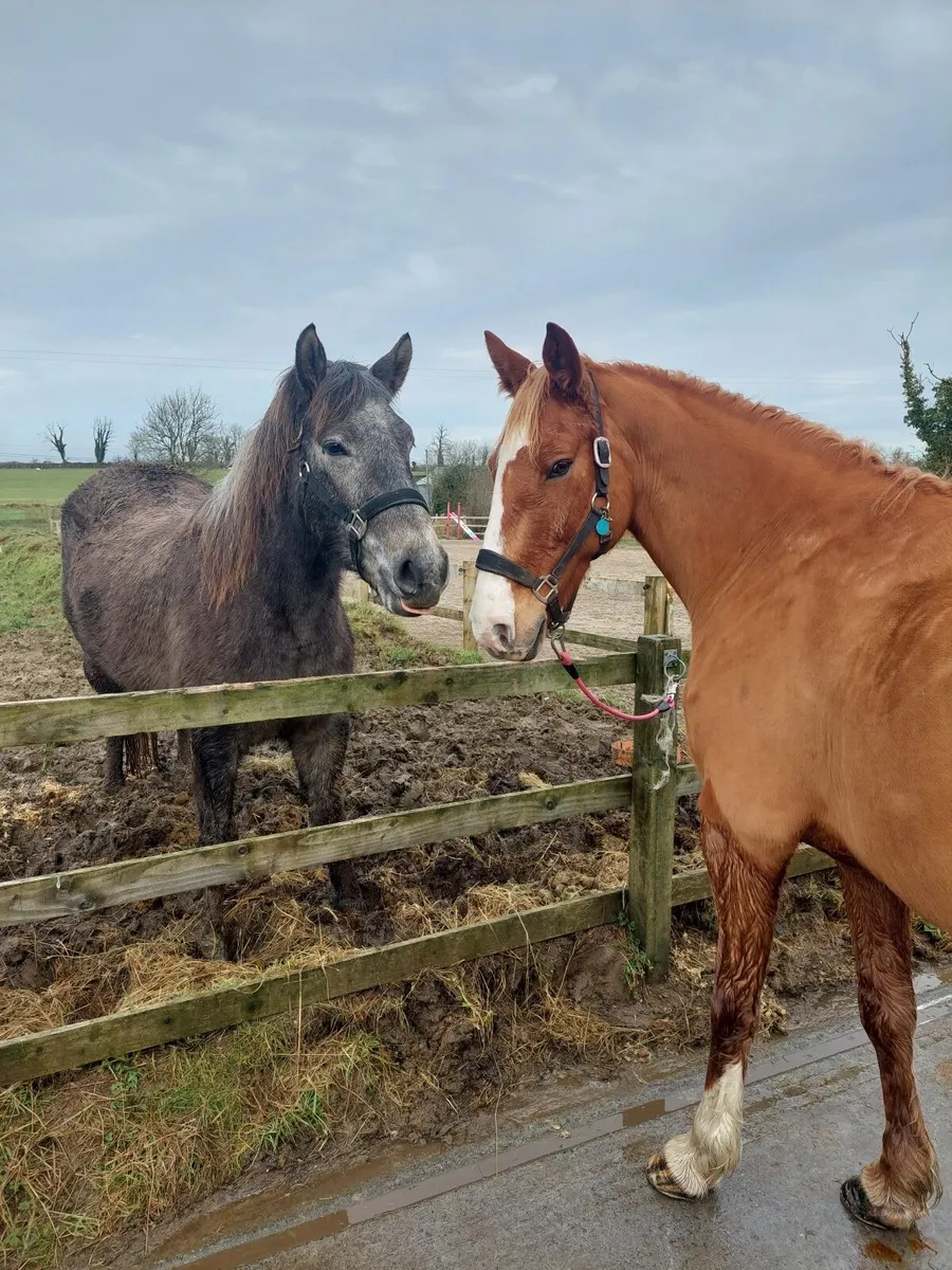 Connemara Filly - 3yo, class 1 breeding - Image 3