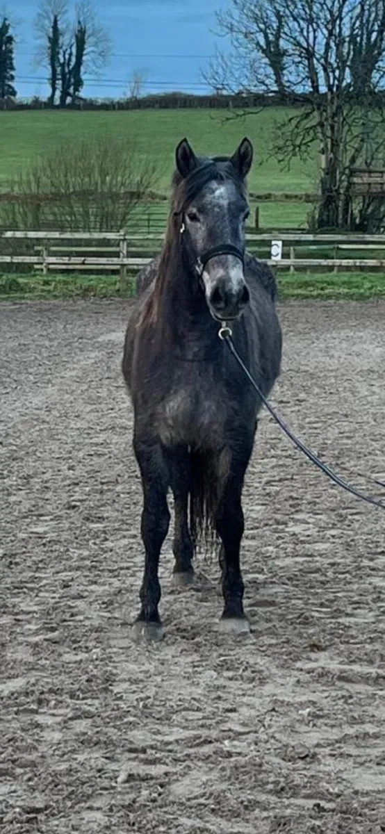 Connemara Filly - 3yo, class 1 breeding - Image 4