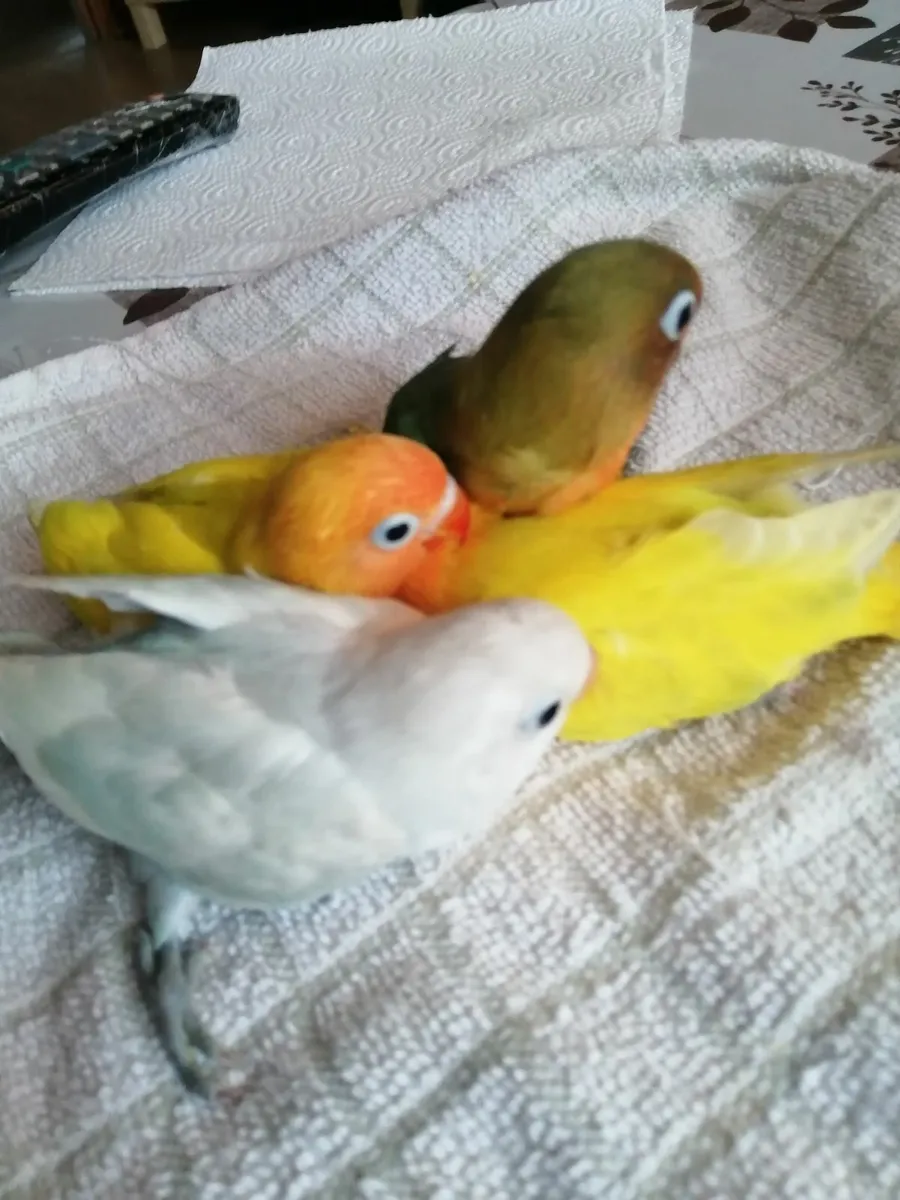 Love birds - Image 2