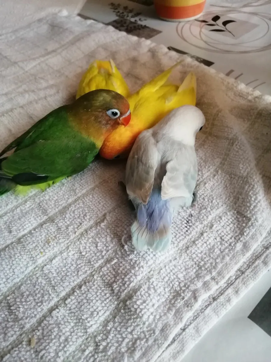 Love birds - Image 3