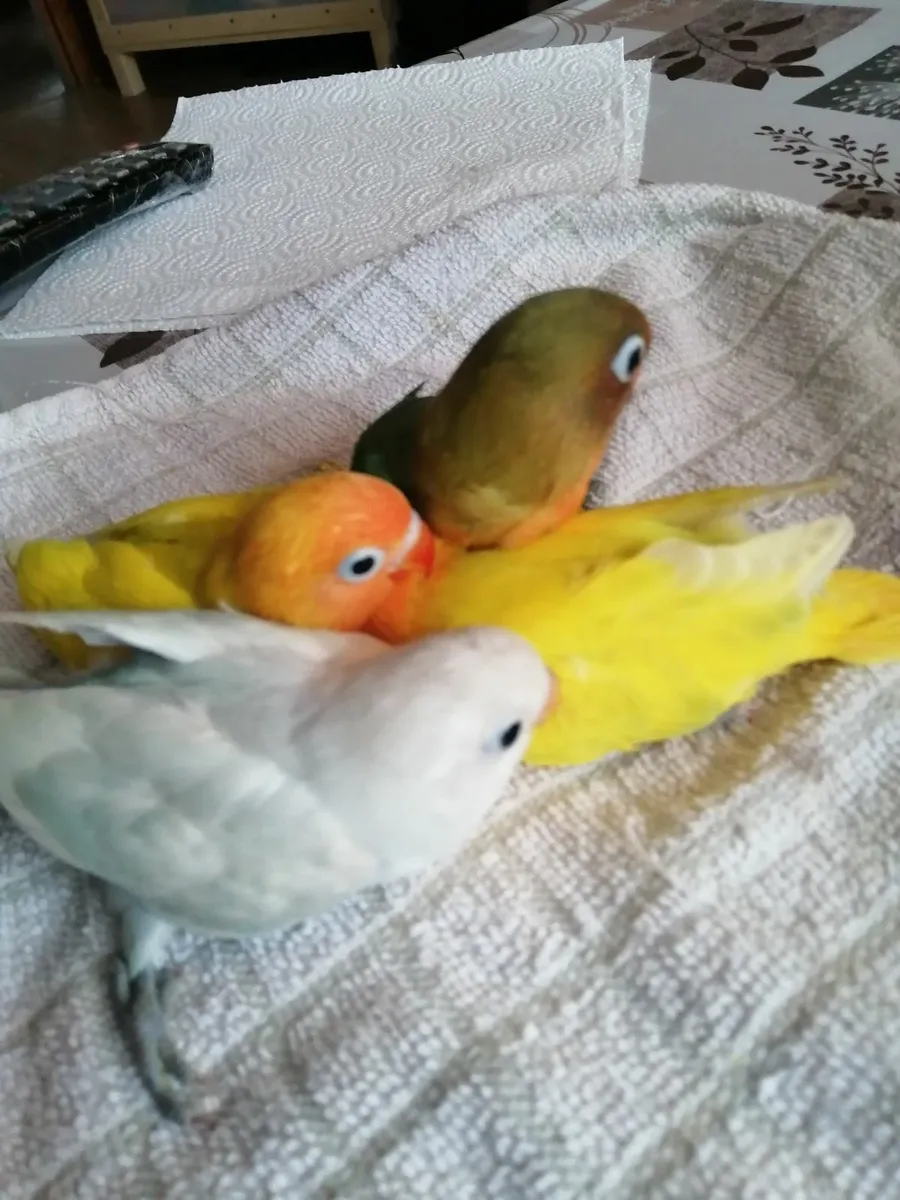 Love birds - Image 1