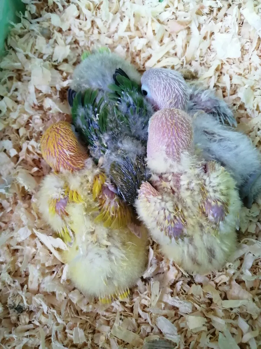 Love birds - Image 4