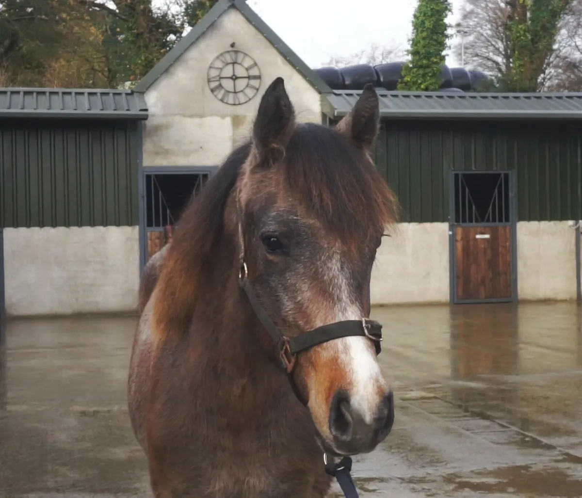 🌟 Smart 2yo Connemara Gelding 🌟 - Image 3