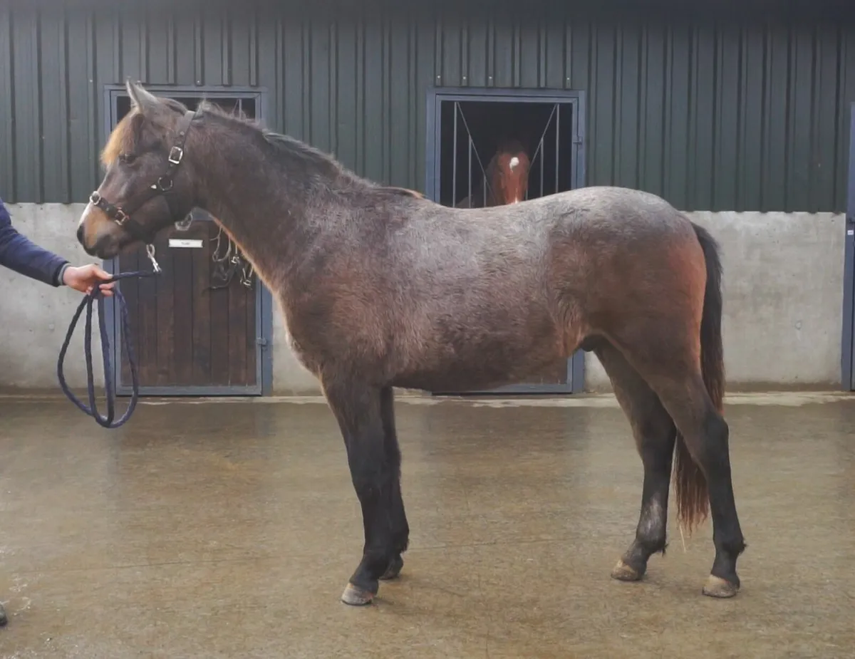 🌟 Smart 2yo Connemara Gelding 🌟 - Image 4