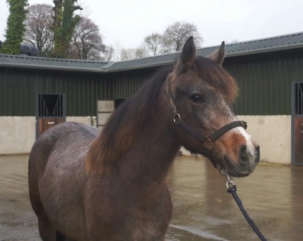 🌟 Smart 2yo Connemara Gelding 🌟 - Image 1