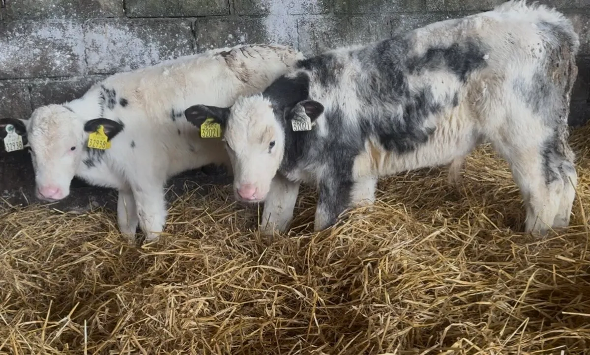 3 BB bull calves - Image 1