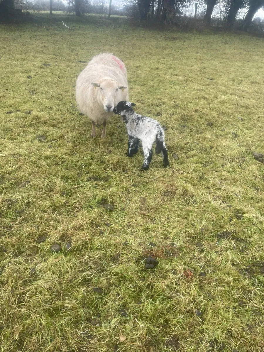 Ewe with lamb - Image 1