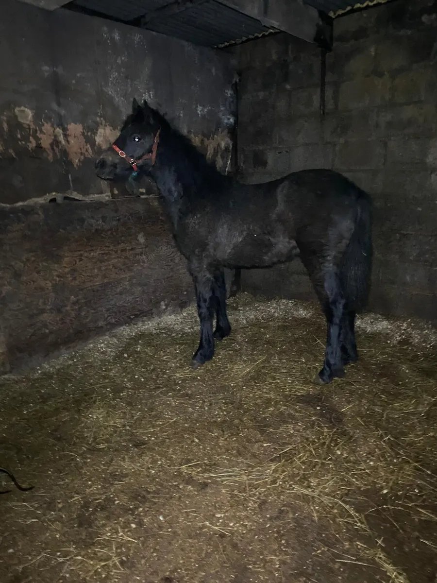 Connemara colt foal - Image 2