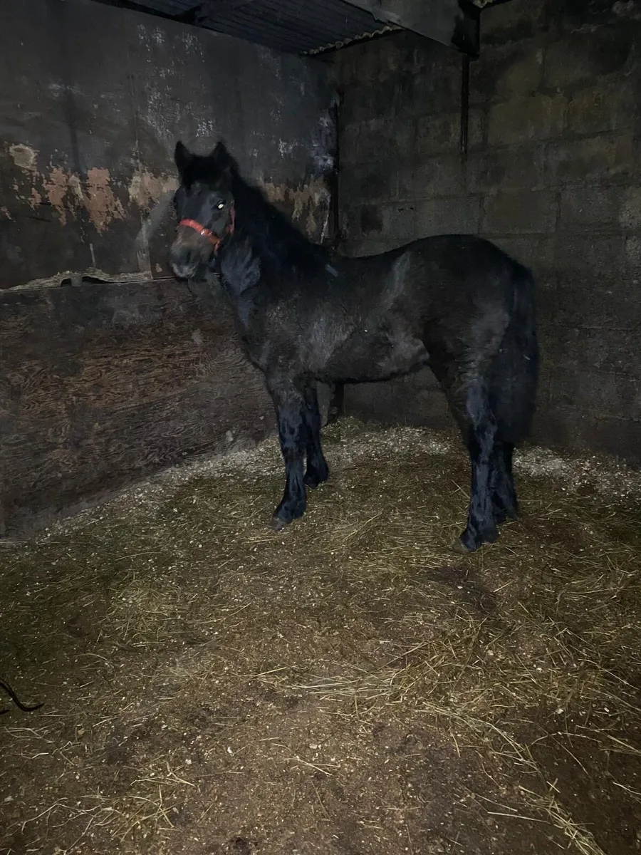 Connemara colt foal - Image 1