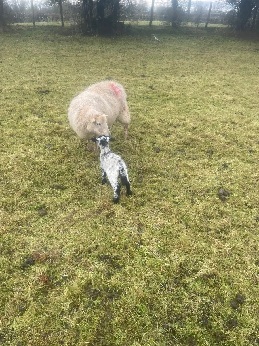 Ewe with lamb - Image 2