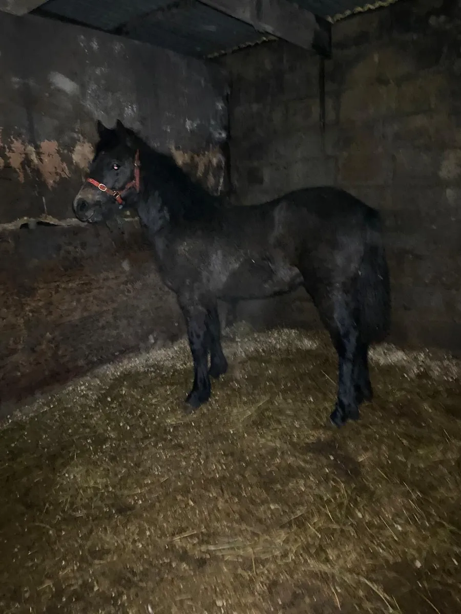 Connemara colt foal - Image 3