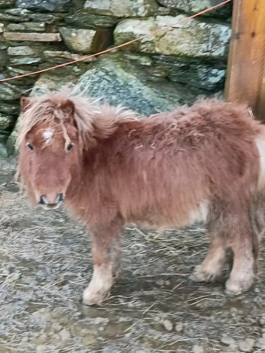 Minature ponys - Image 1