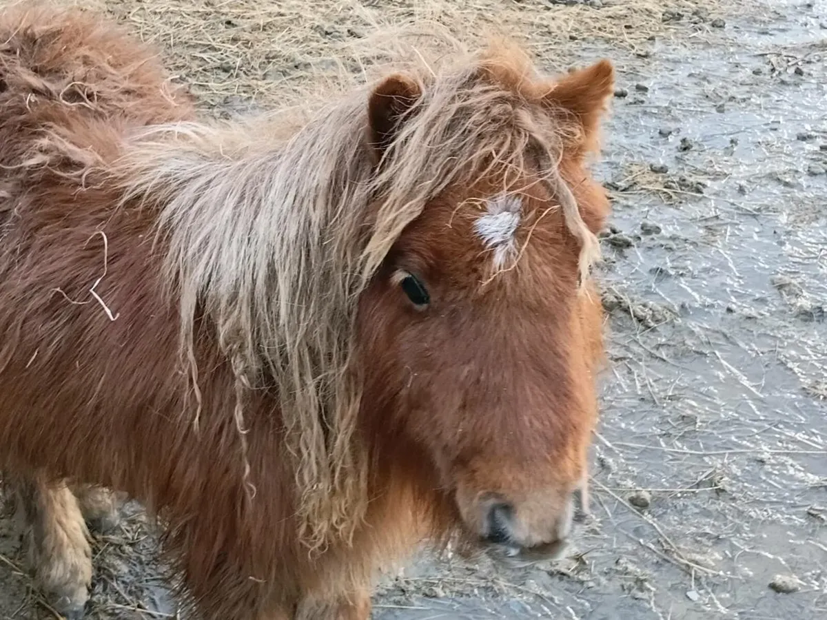 Minature ponys - Image 2