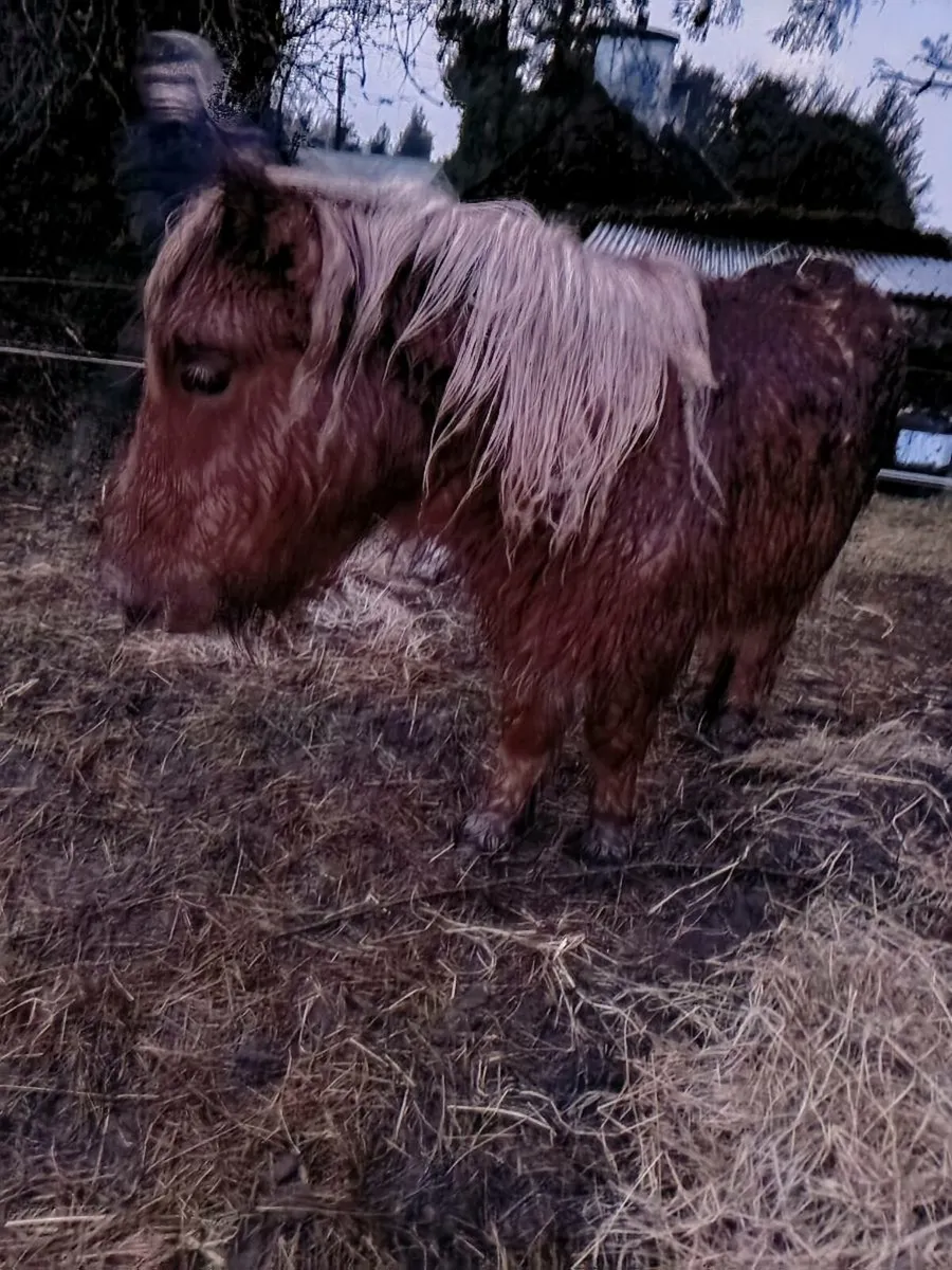 Minature ponys - Image 3