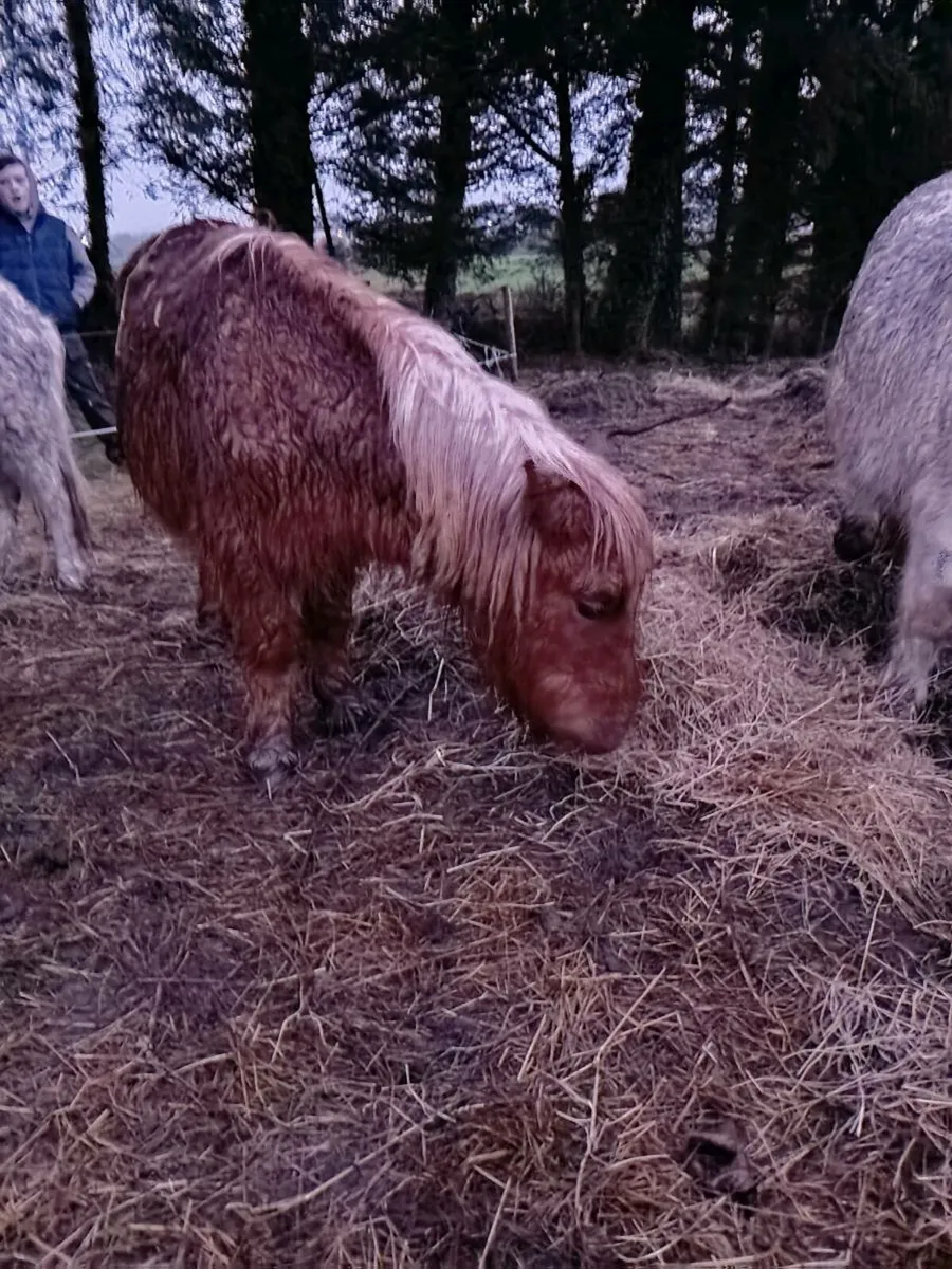 Minature ponys - Image 4