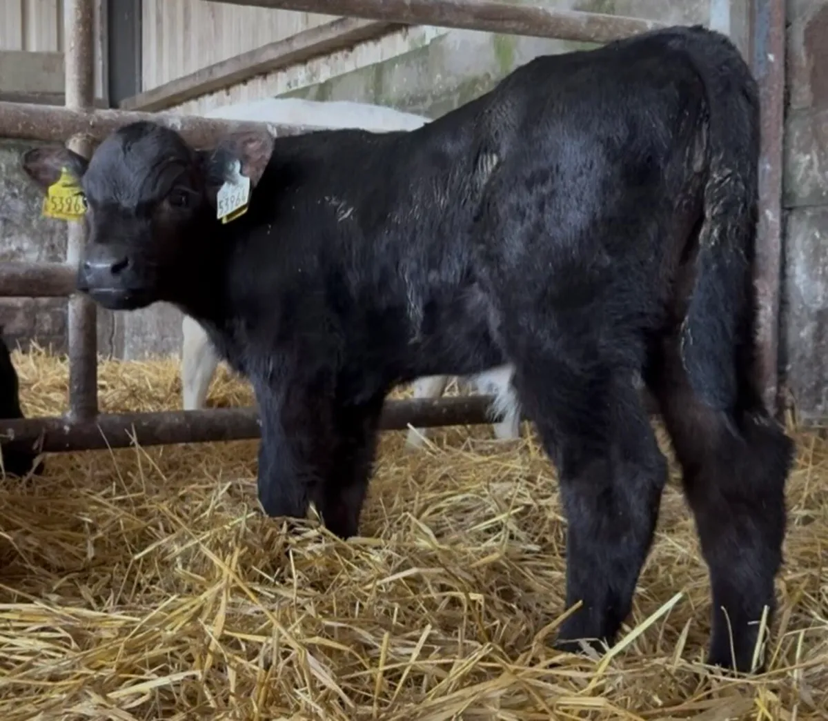 10 bull calves - Image 3
