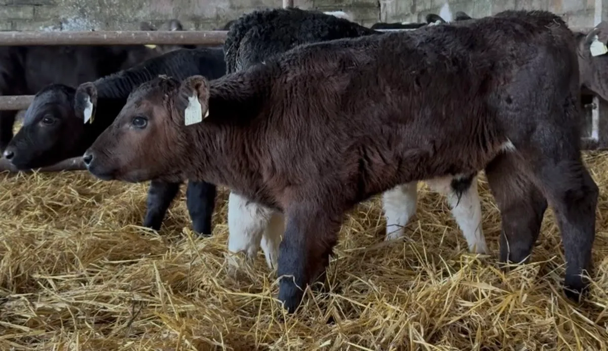 10 bull calves - Image 2