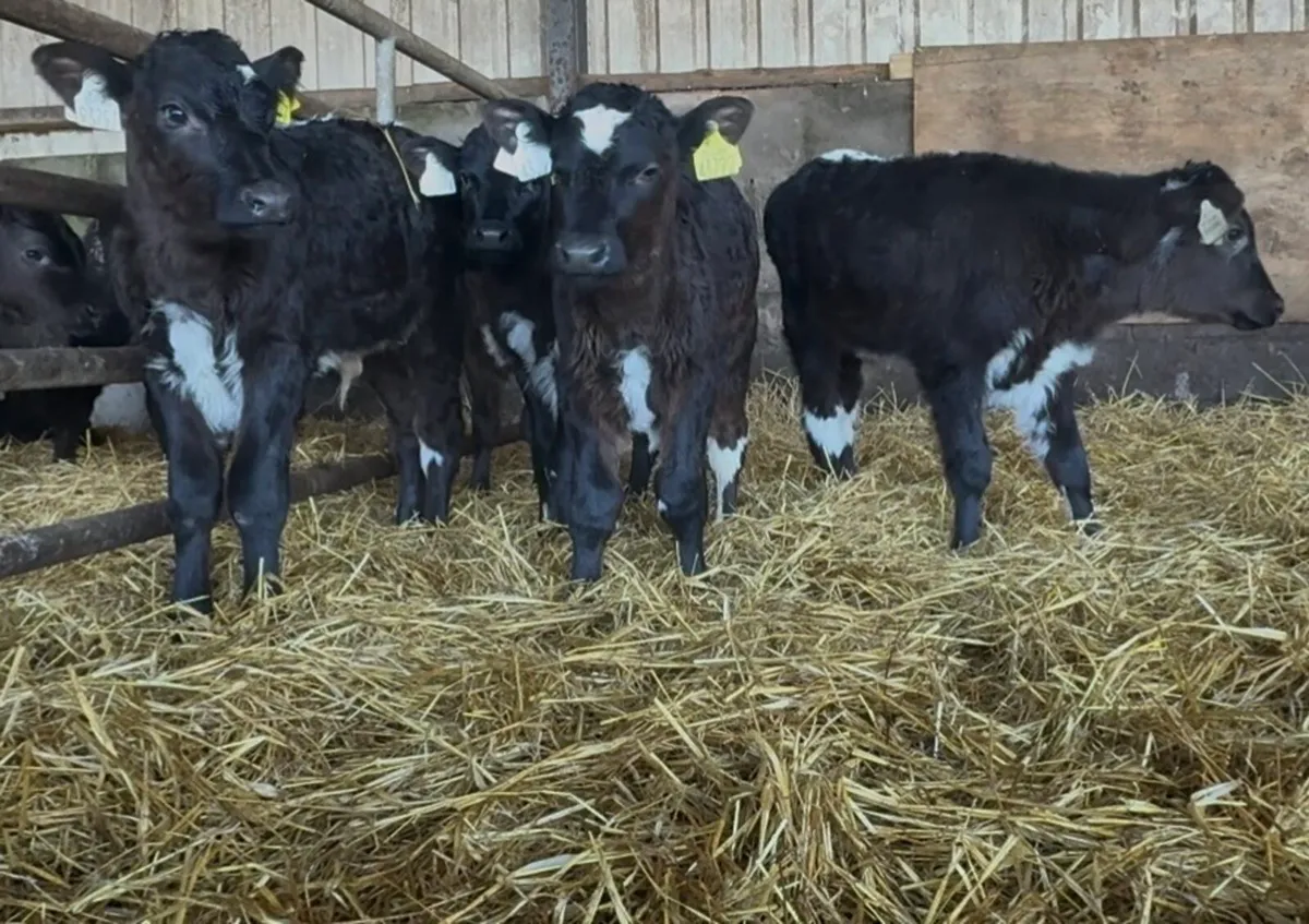 10 bull calves - Image 4