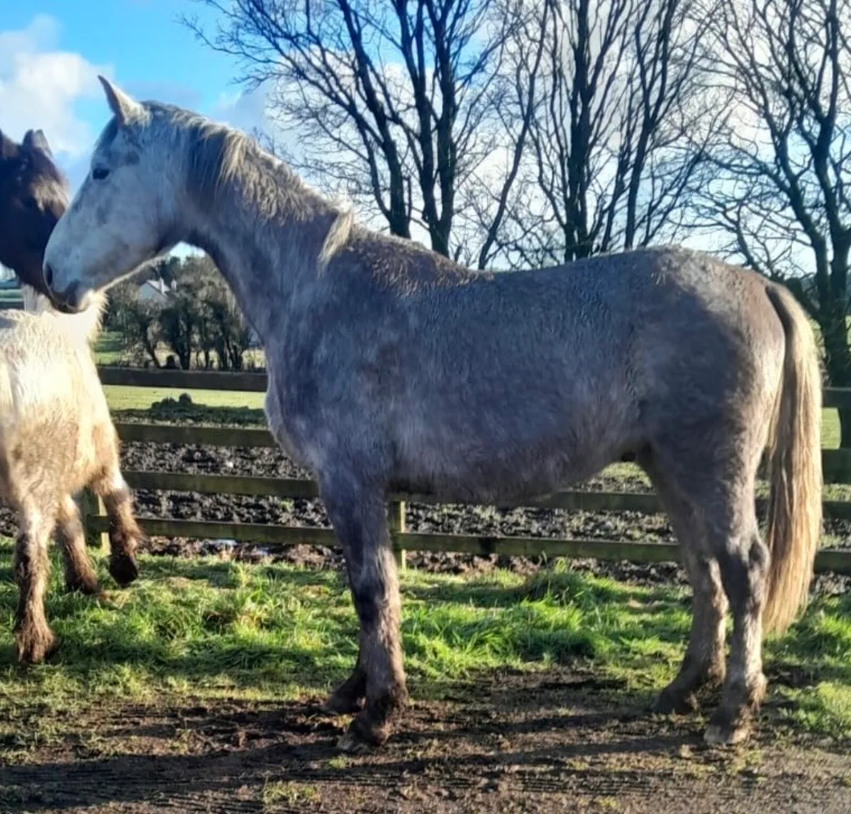 Stunning 4yr Old Roan Gelding - Image 1