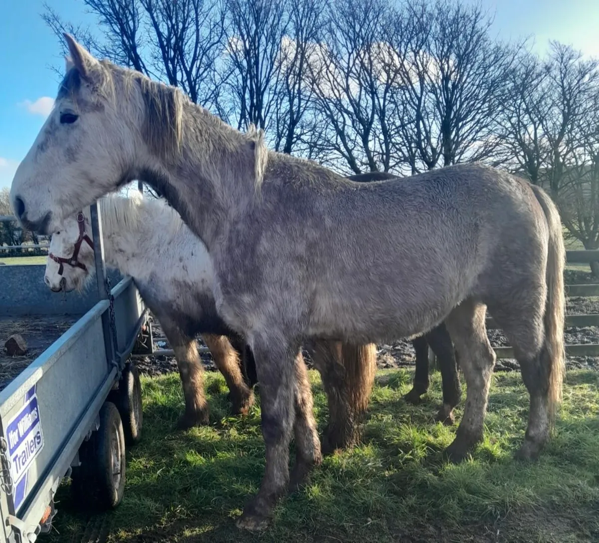 Stunning 4yr Old Roan Gelding - Image 2
