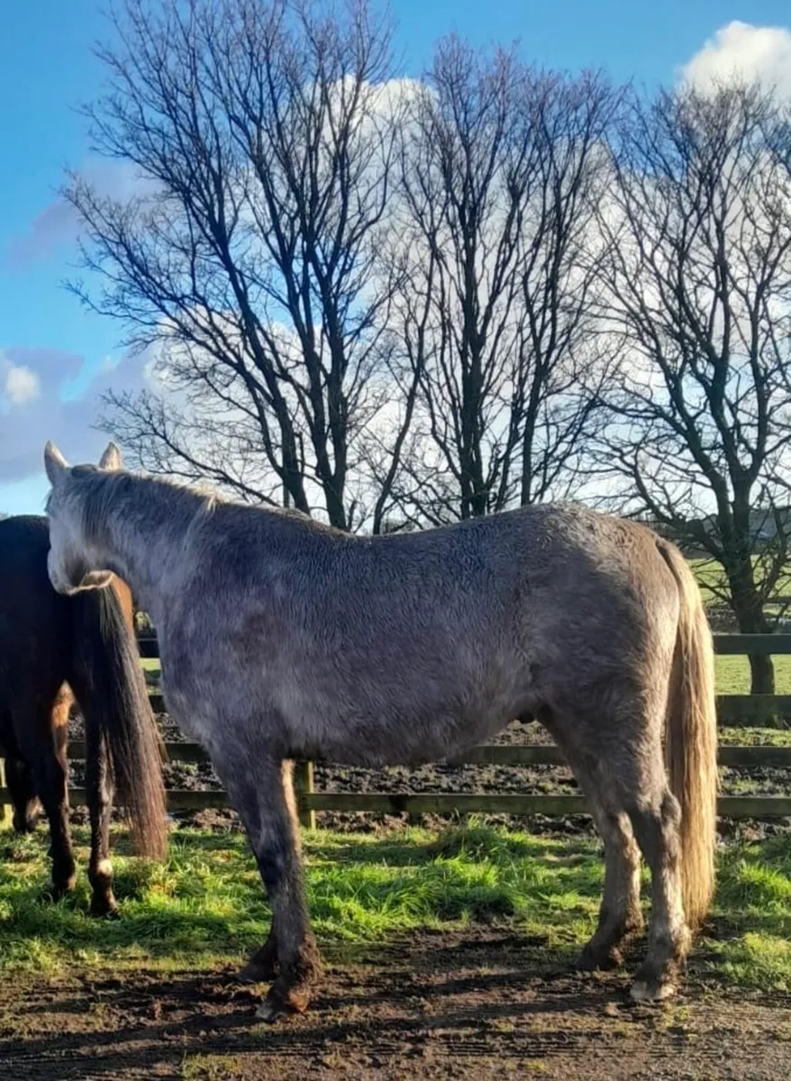 Stunning 4yr Old Roan Gelding - Image 3