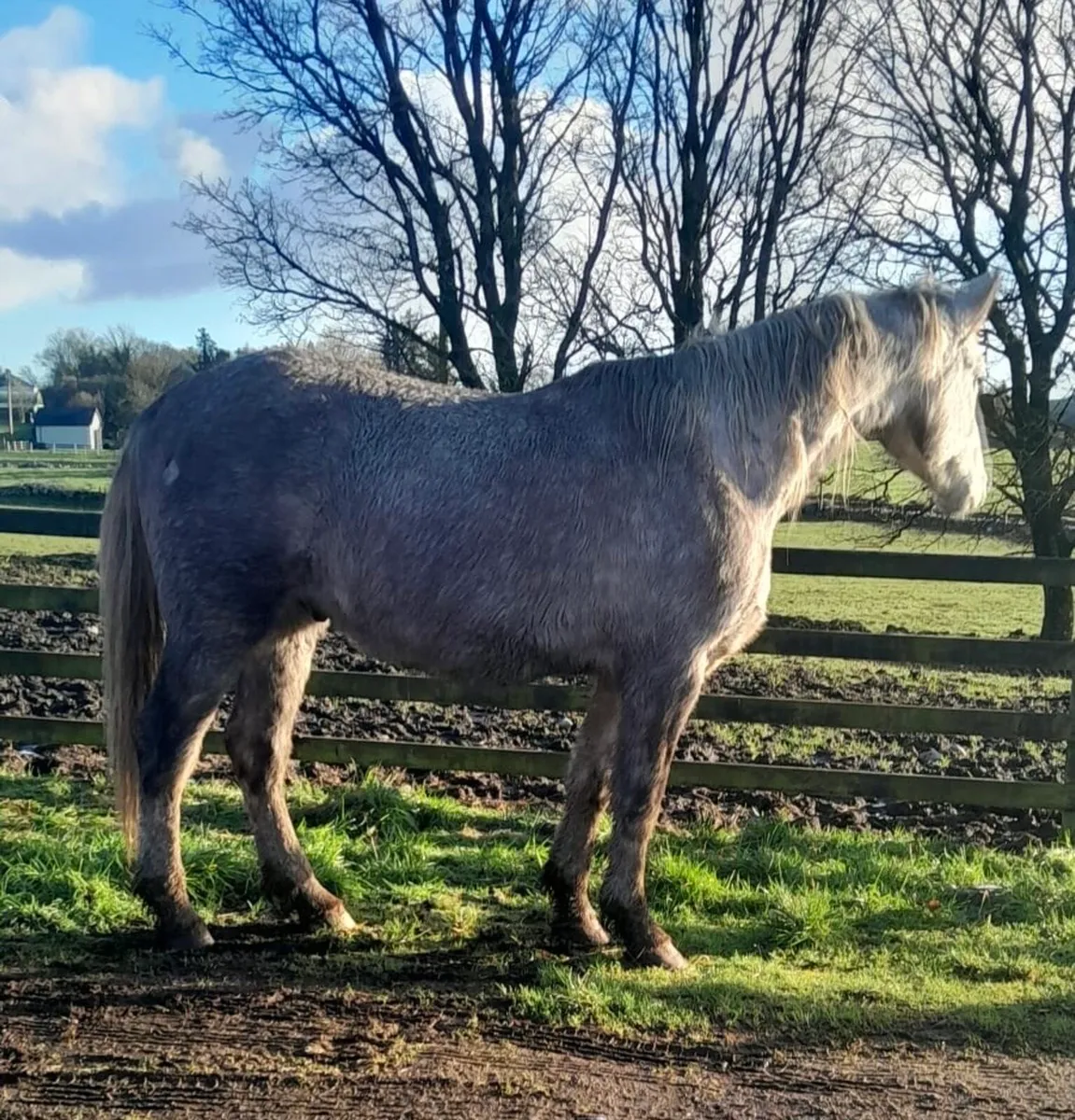 Stunning 4yr Old Roan Gelding - Image 4