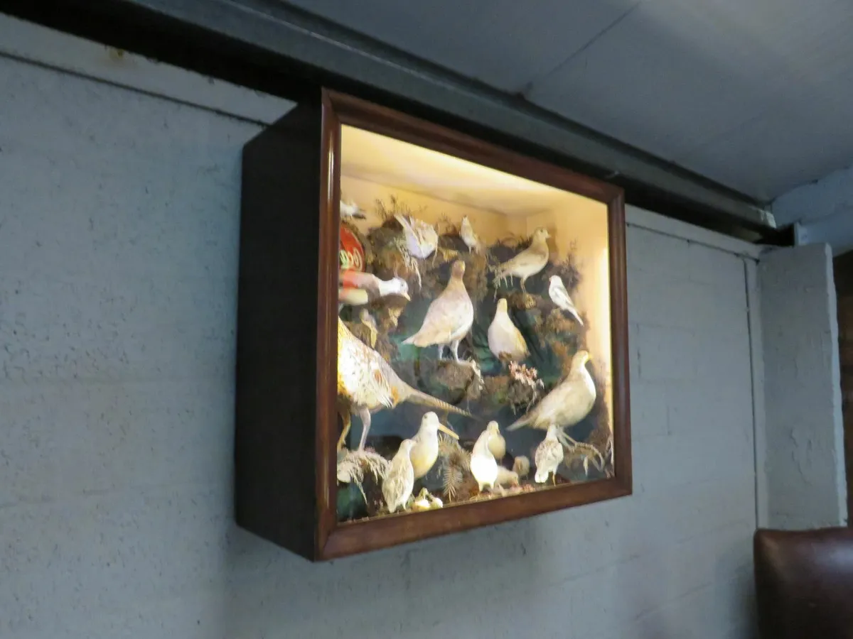 21 Bird Taxidermy Display  (Circa 1937) - Image 2
