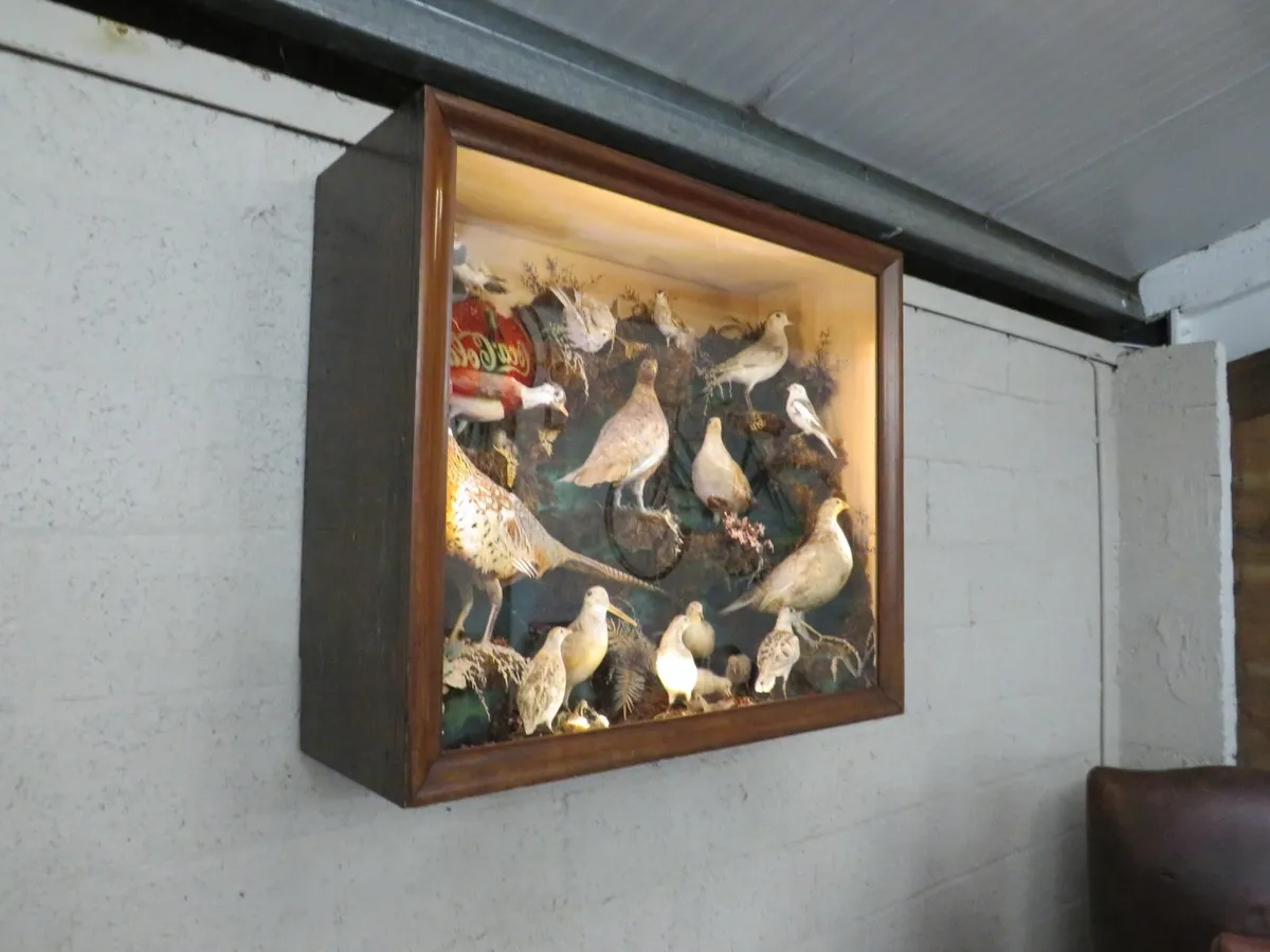 21 Bird Taxidermy Display  (Circa 1937) - Image 3