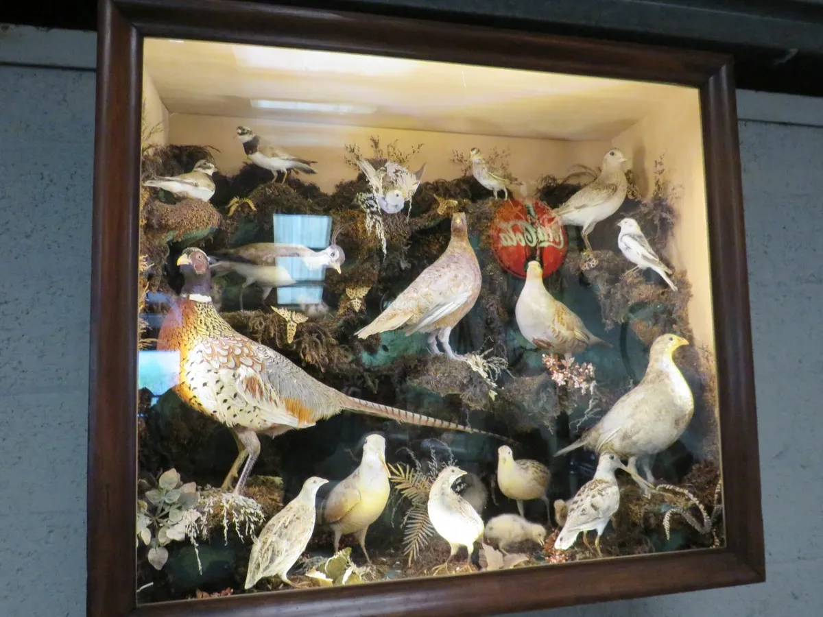 21 Bird Taxidermy Display  (Circa 1937) - Image 1