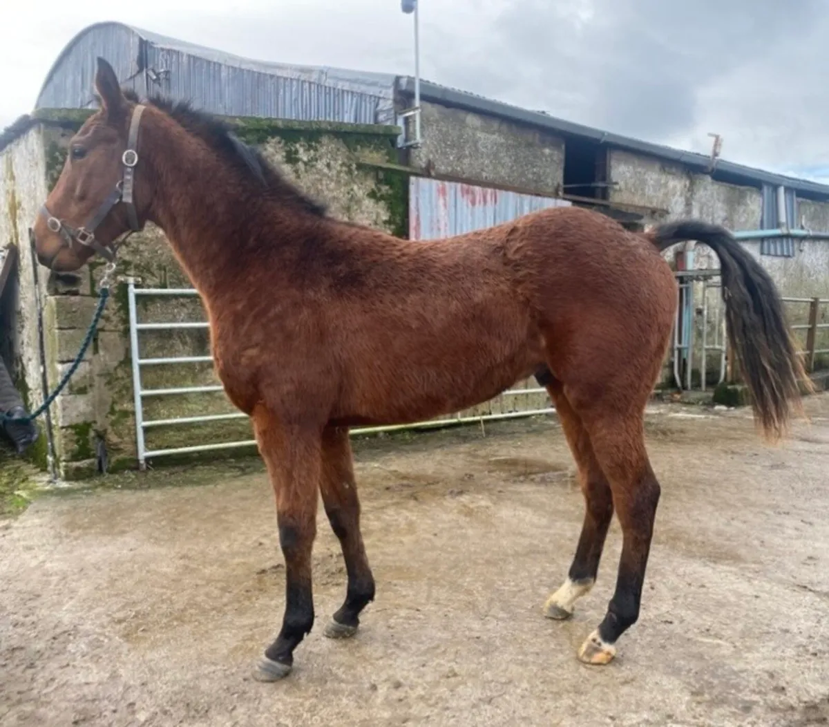 2024 thoroughbred colt - Image 2