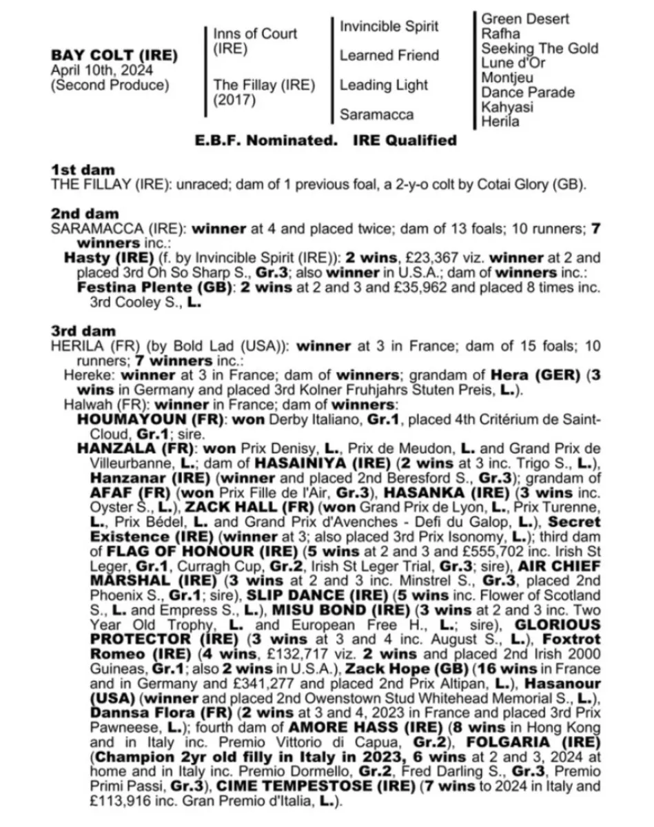 2024 thoroughbred colt - Image 4