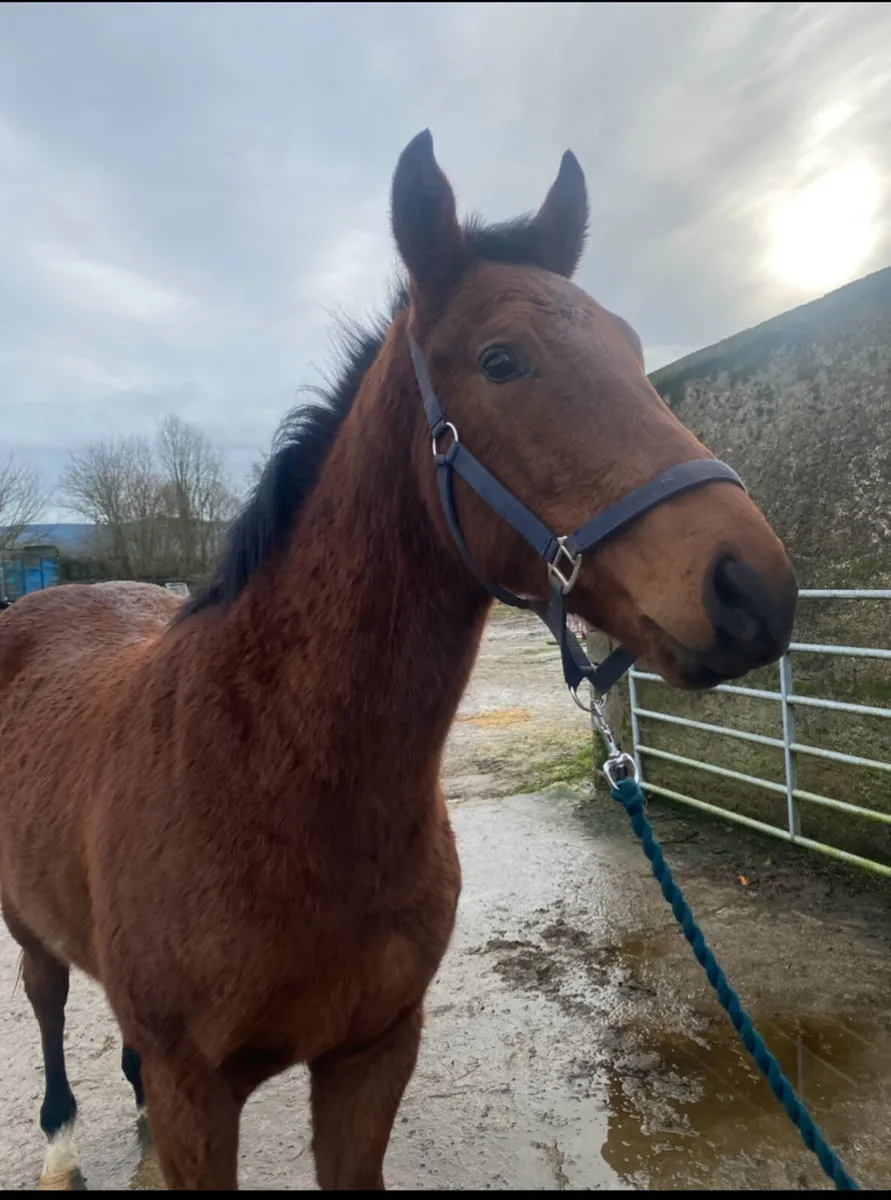 2024 thoroughbred colt - Image 3