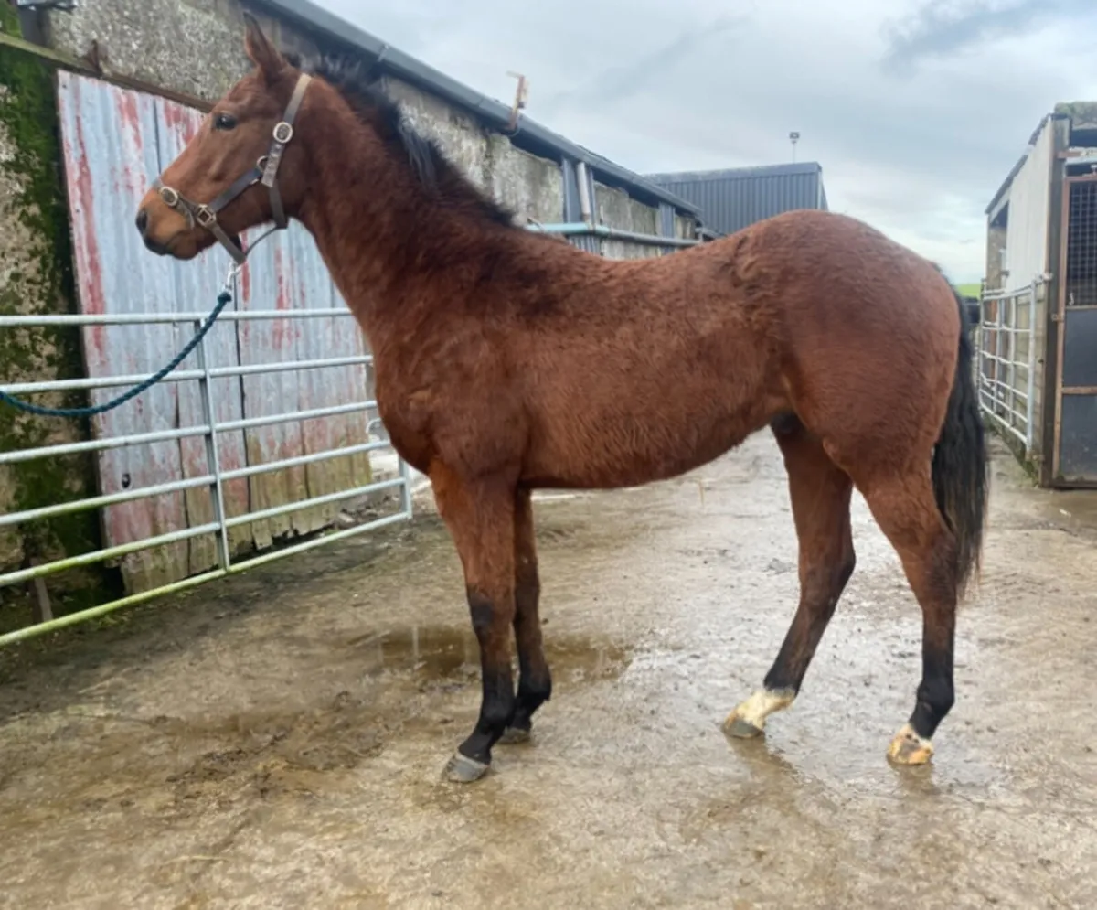 2024 thoroughbred colt - Image 1