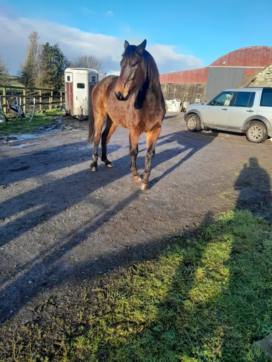 Quality 4 year old Mare - Image 1