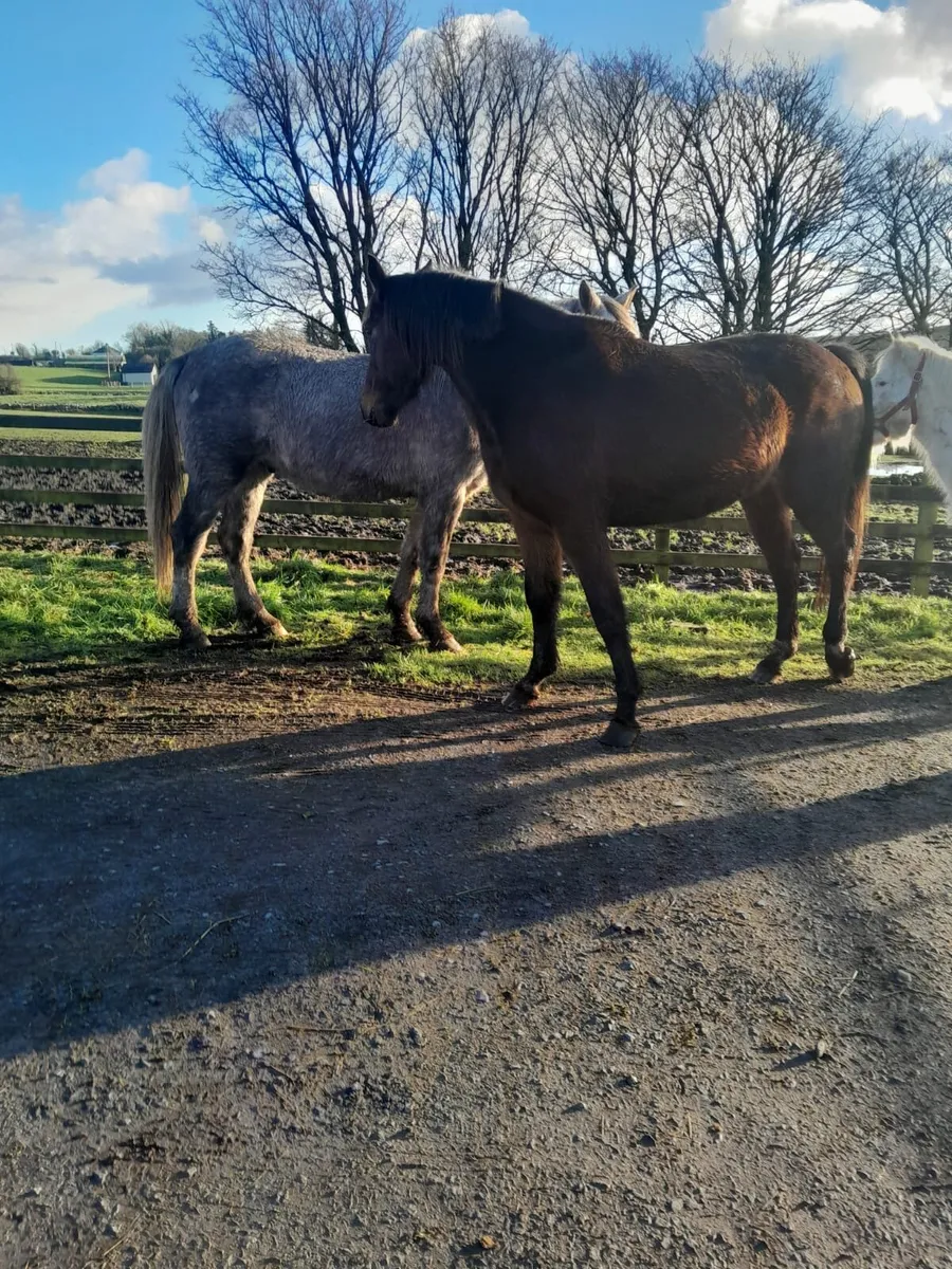 Quality 4 year old Mare - Image 3