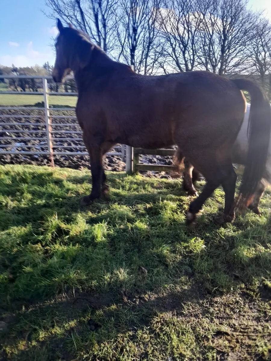 Quality 4 year old Mare - Image 2